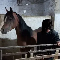 فروشی|اسب و تجهیزات اسبسواری|رزن, |دیوار