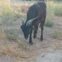 یک عدد بز نر فروشی