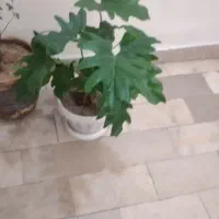 گل برگ انجیری