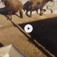 میش بره ماده بز قوچ