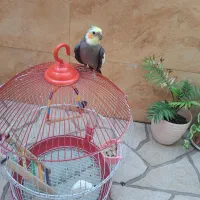 عروس هلندی آواز خوان