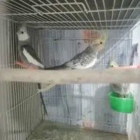 عروس هلندی نر و ماده