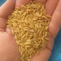 چلتوک چمپا اصل درجه یک   آماده مکینه