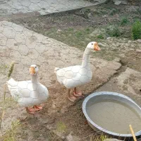 قوغاز لیندا