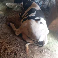 فروش وخریدارگاو افتاده فلج یا کسل حال