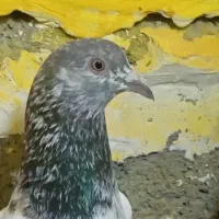 گلدن کبوتر