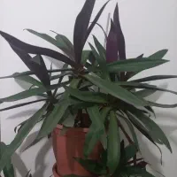 گل موسی در گهواره، بیدی