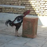 خروس|حیوانات مزرعه|خرم بید, |دیوار
