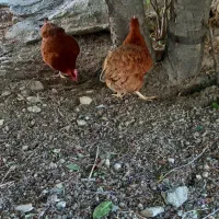 مرغ تخمی گذار