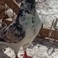 یک جف کفتر بدرد بخور