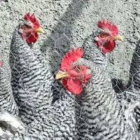 خروس امروک