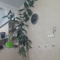 گل و گیاه آپارتمانی