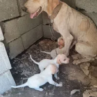 واگذاری،‌..