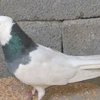 کبوتر طوقی