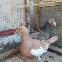 کبوتر هفرنگ و یهودی درجه یک جفت