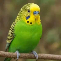 عروس هلندی ومرغ عشق