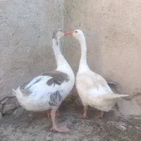 غاز