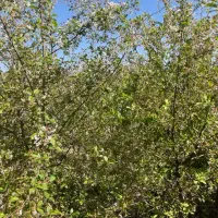 فرصت خرید قیمت کاسبی/500متر باغچه /آقای ویلا