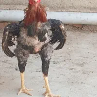 تخم مرغ لاری اصیل