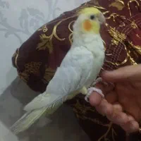 عروس هلندی