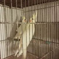 فروش‌‌۶عدد‌عروس‌طوطی‌‌سفید سالم‌|پرنده|تبریز, |دیوار