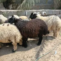 بره نر