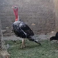 بوقلمون نر