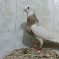 کبوتر طوقی