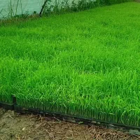 بانک نشای برنج