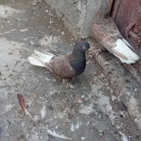 سلام نرماد قهوی دمسفید جون بازی کن