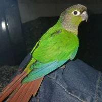 گرینچیک|پرنده|قم, نیروگاه|دیوار