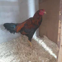 لاری جوجه کشی