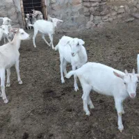 بز سانن   حراج واقعی