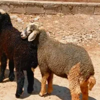 بره یا گوسفند نر ۳ عدد