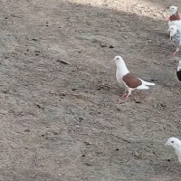 یدونه کبوتر نر سرخ سالمو سرحال