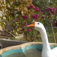 تخم قوغاز نطفه دار