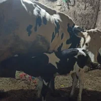 گاو و گوساله هلشتاین