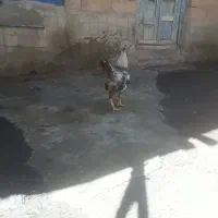 مرغ  خروس  محلی