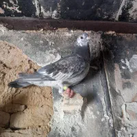 کبوتر بزک ماده