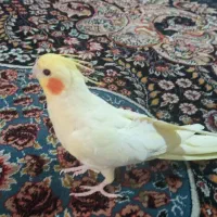 عروس‌هلندی‌مولدماده‌لوتینو.