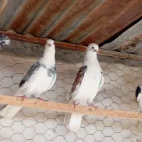 کفتر پرشی