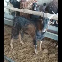 بز نر چاق چاق