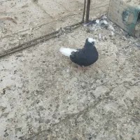موکت