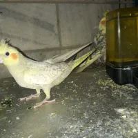 عروس نروماده