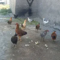مرغ زنده فروشی