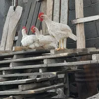 فروش 3عدد جوجه خروس