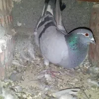 کبوتر مسافتی