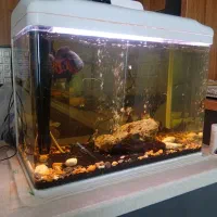 آکواریوم دلسا با تمام تجهیزات