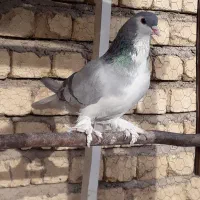 دمگیر گچی پاپری.