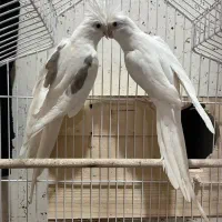 عروس هلندی البینو مولد با جوجه